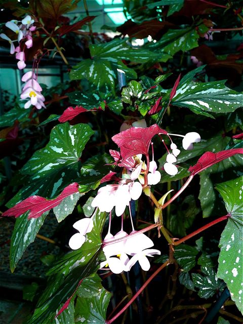 B. ‘Tiara’